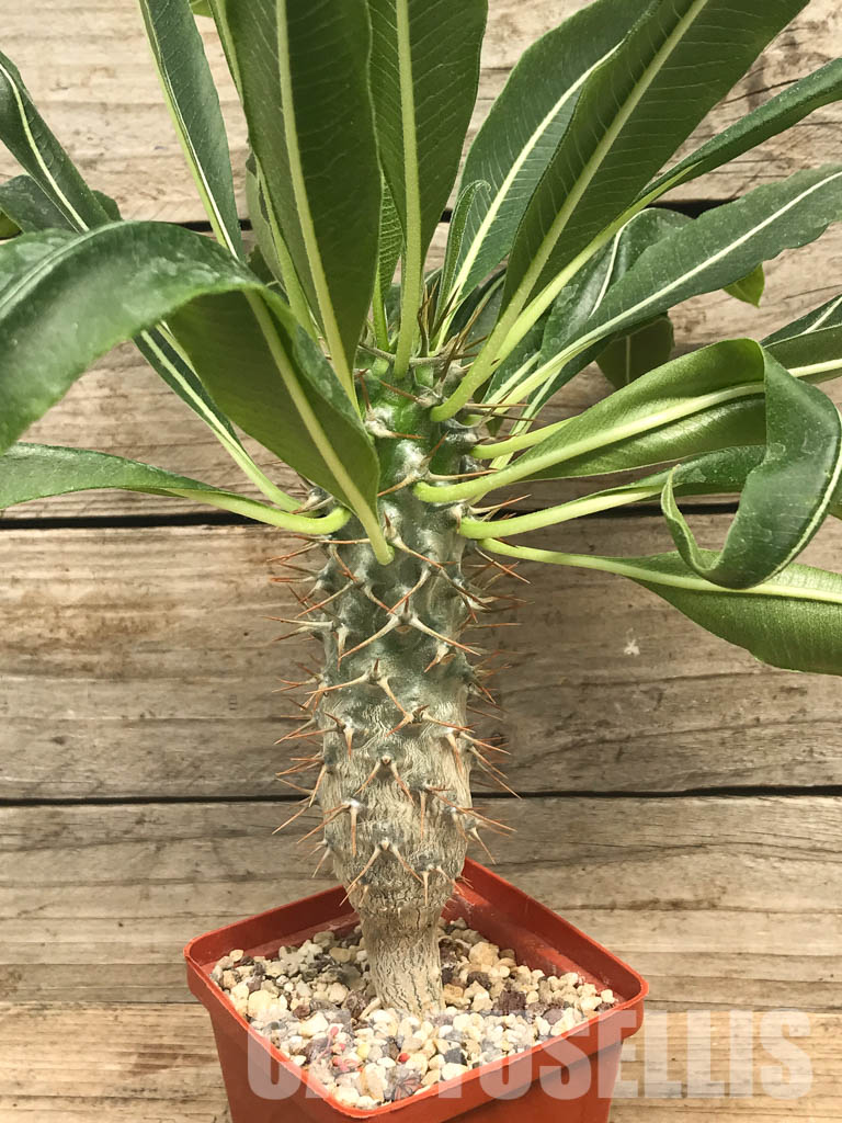 SHPR6474 Pachypodium lamerei var. ramosum, South Madagascar - Image 6