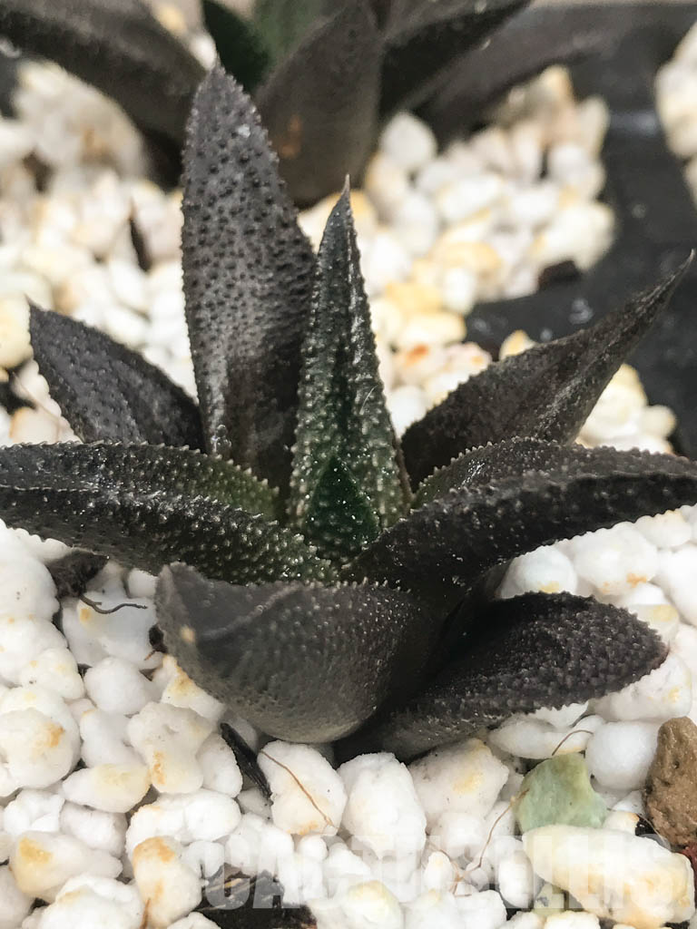 SHPR6476 Haworthia scabra hybrid - Image 2