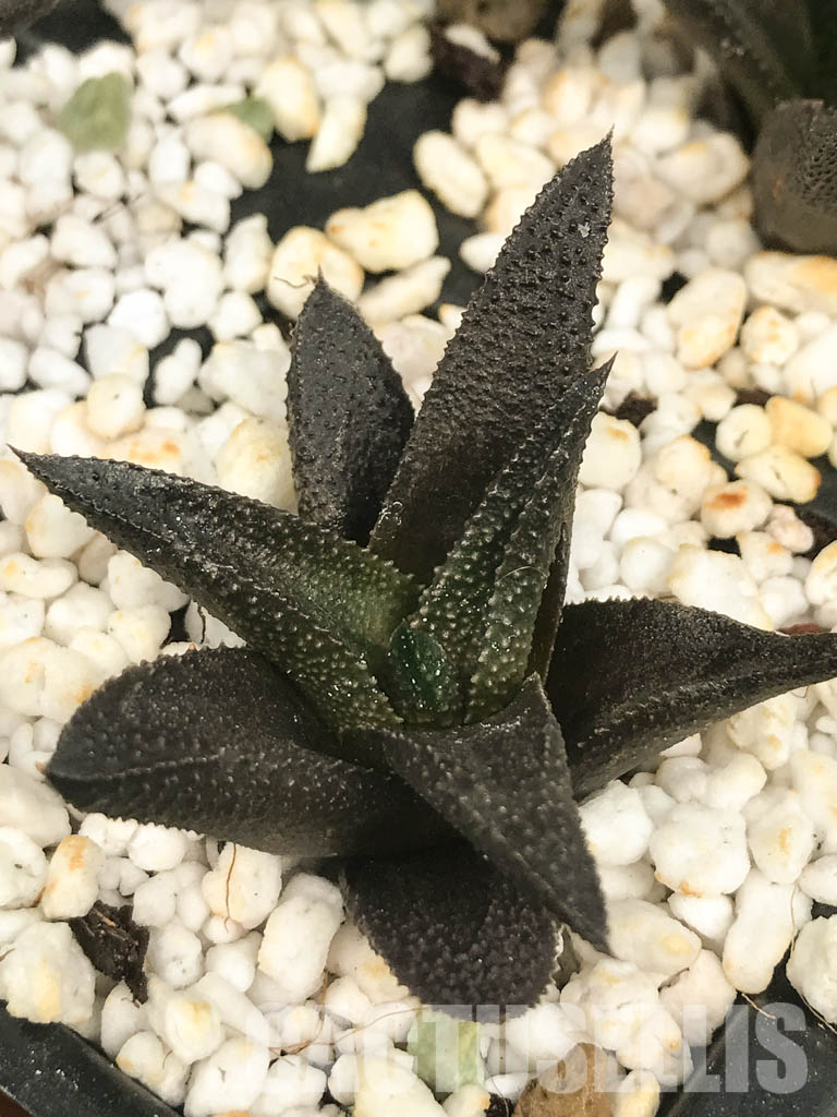 SHPR6476 Haworthia scabra hybrid - Image 3