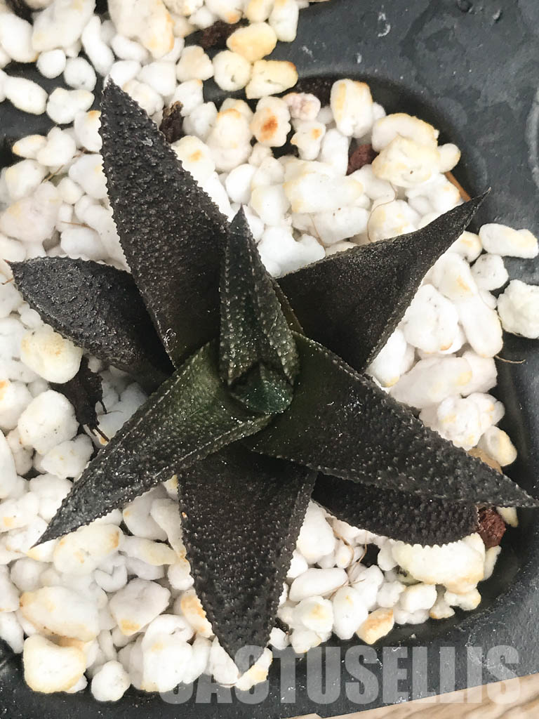 SHPR6476 Haworthia scabra hybrid