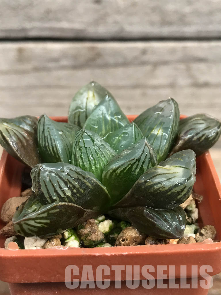 SHPR6479 Haworthia obtusa 'Black star' hybrid