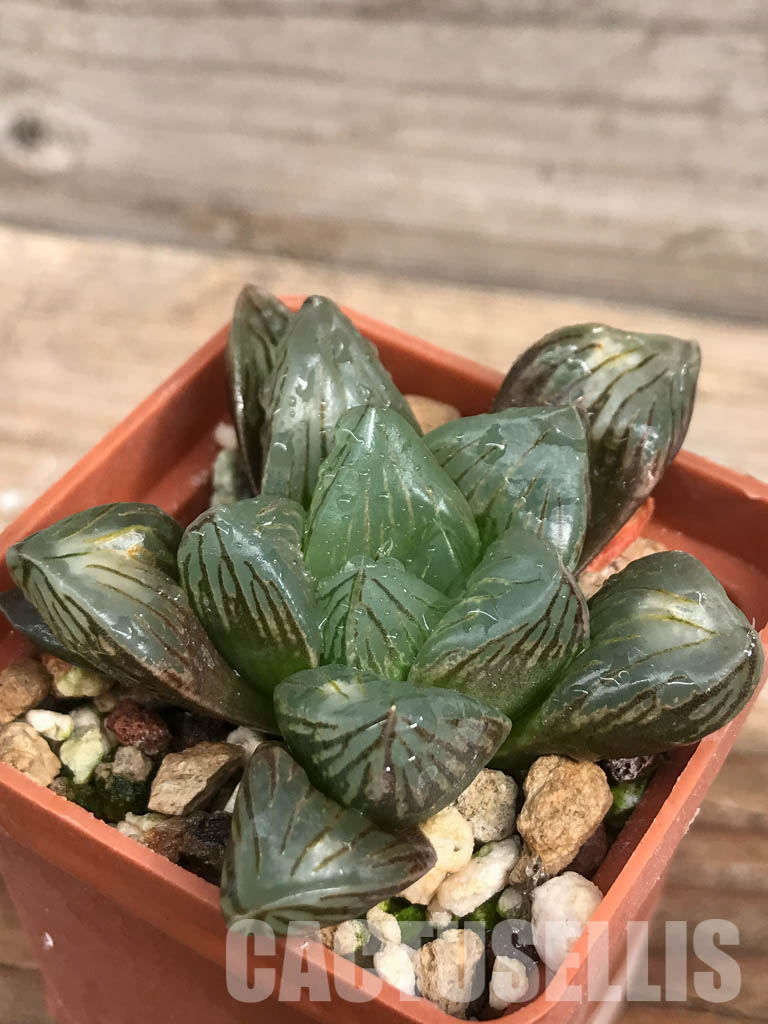 SHPR6479 Haworthia obtusa 'Black star' hybrid - Image 3