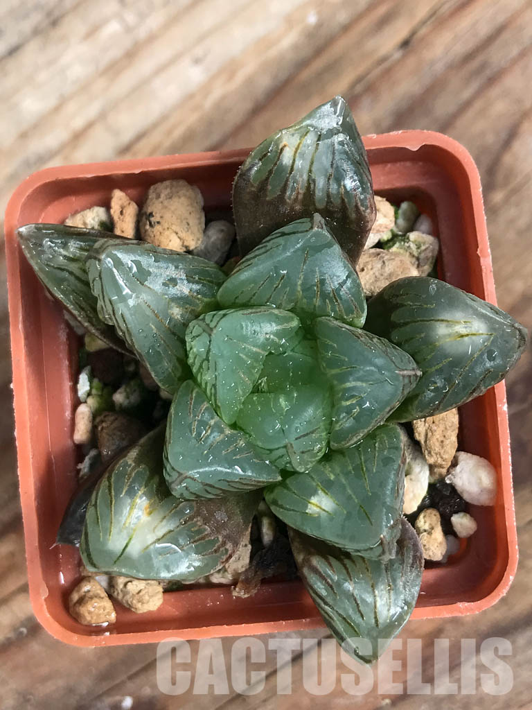 SHPR6479 Haworthia obtusa 'Black star' hybrid - Image 4