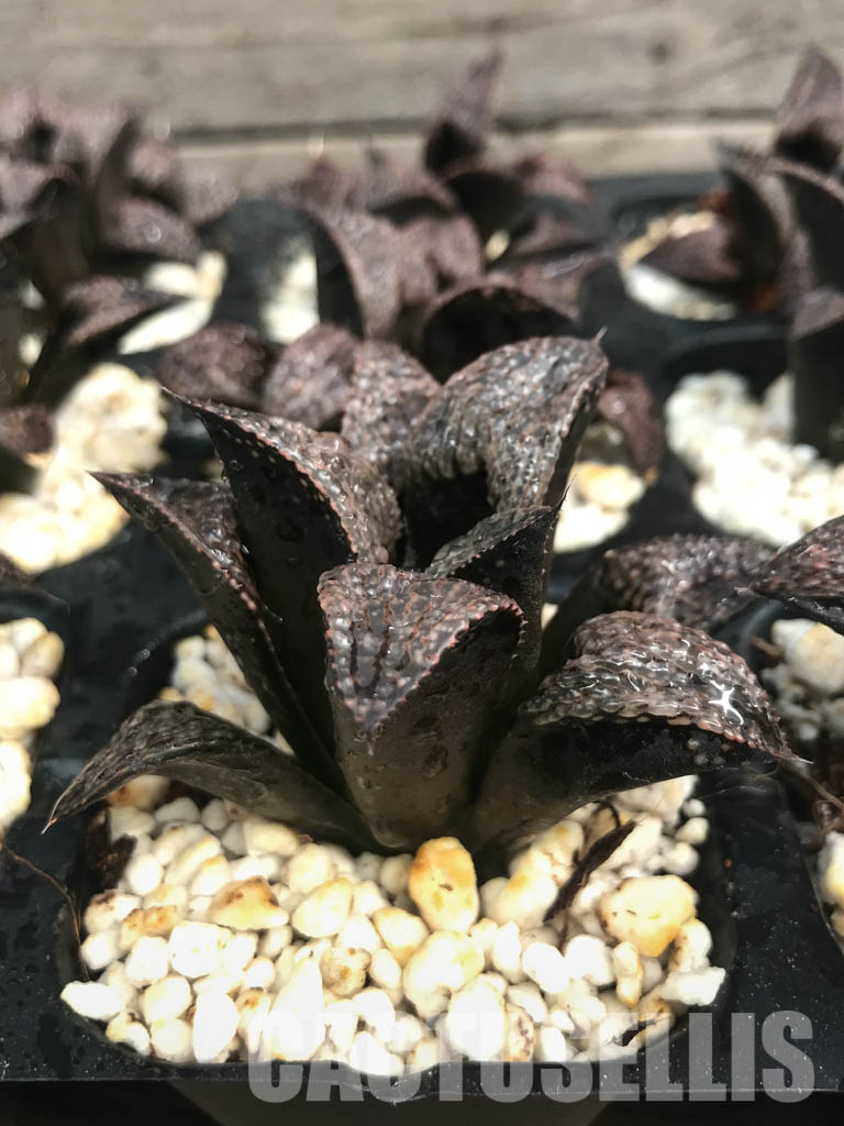 SHPR6481 Haworthia splendens selected form - Image 2
