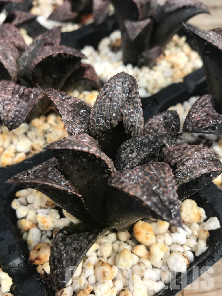 SHPR6481 Haworthia splendens selected form