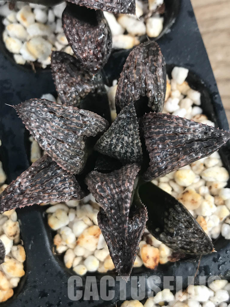 SHPR6481 Haworthia splendens selected form - Image 4