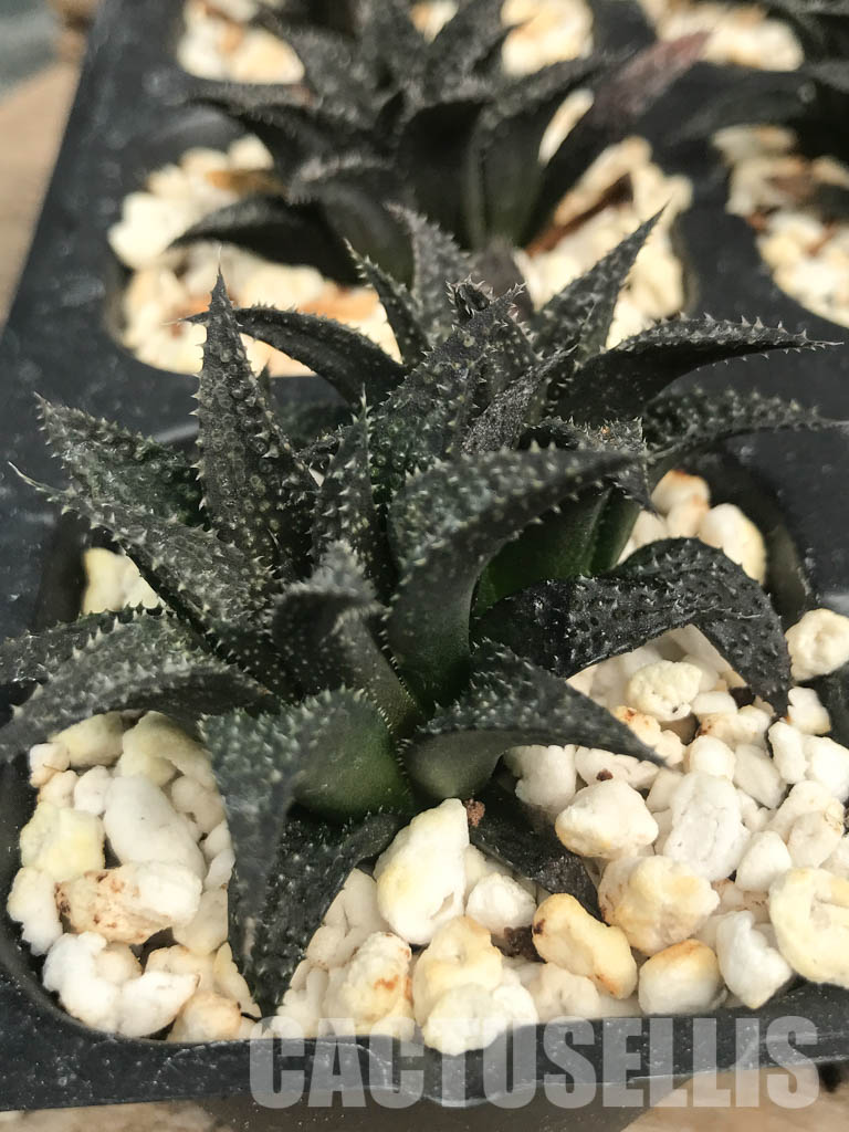 SHPR6483 Haworthia pulchella hybrid, two heads - Image 2