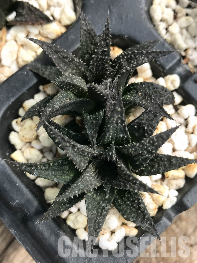SHPR6483 Haworthia pulchella hybrid, two heads - Image 4
