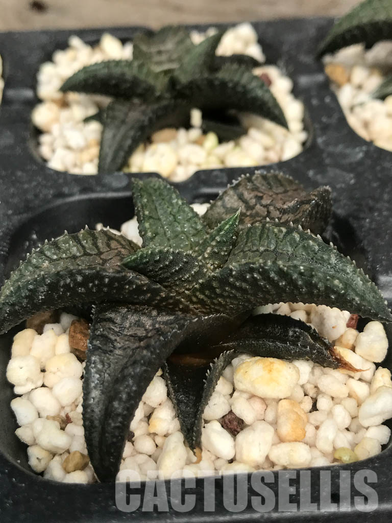 SHPR6488 Haworthia tessellata x koelmaniorum – Image 2
