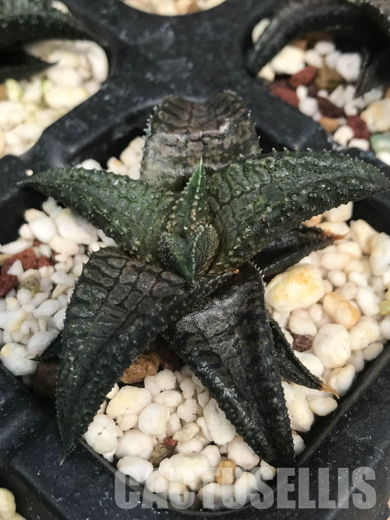 SHPR6488 Haworthia tessellata x koelmaniorum – Image 3