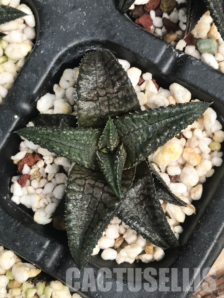 SHPR6488 Haworthia tessellata x koelmaniorum – Image 4
