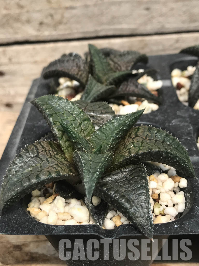SHPR6489 Haworthia tessellata x koelmaniorum - Image 2