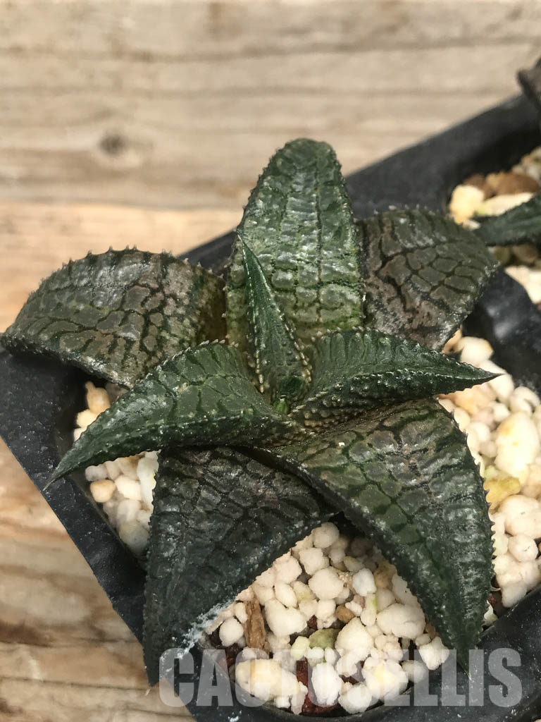 SHPR6489 Haworthia tessellata x koelmaniorum - Image 3