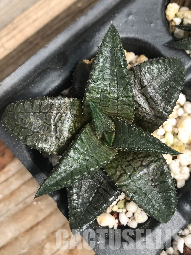 SHPR6489 Haworthia tessellata x koelmaniorum