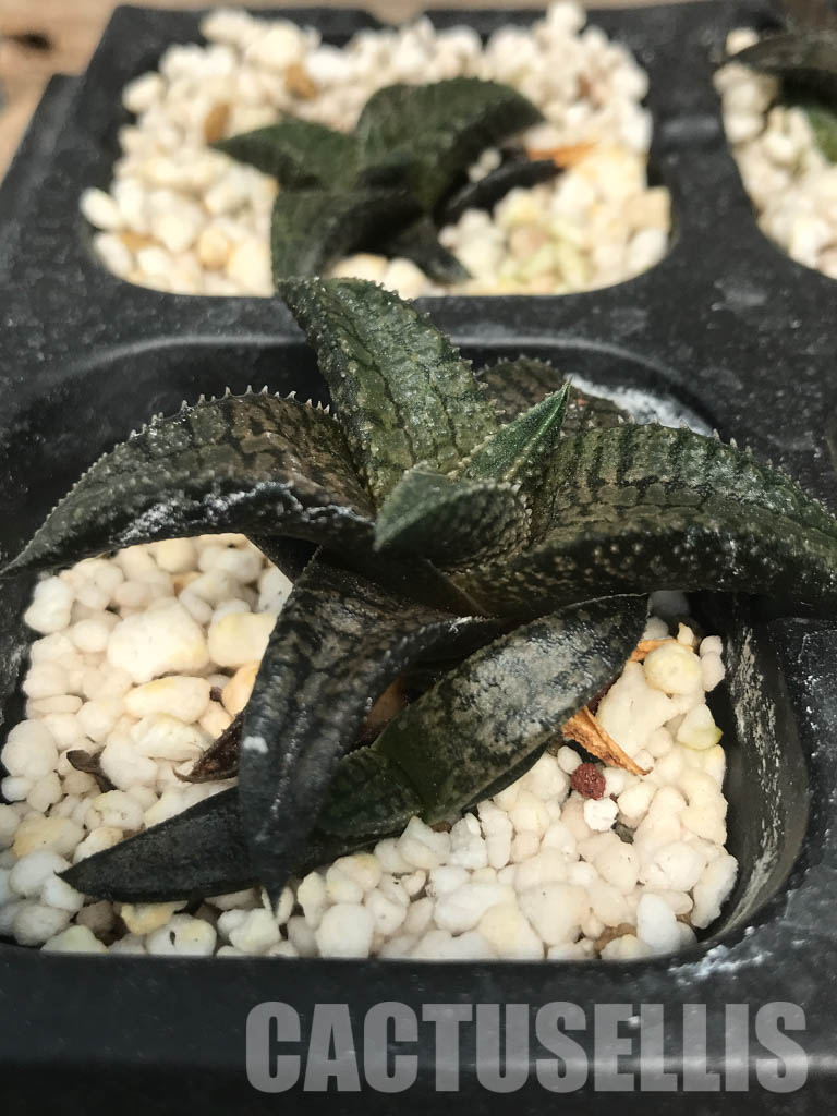 SHPR6490 Haworthia tessellata x koelmaniorum, two heads - Image 2