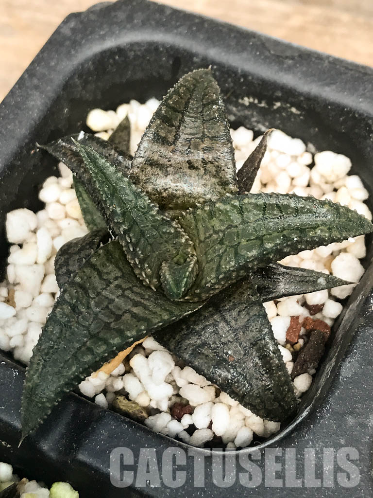 SHPR6490 Haworthia tessellata x koelmaniorum, two heads - Image 3