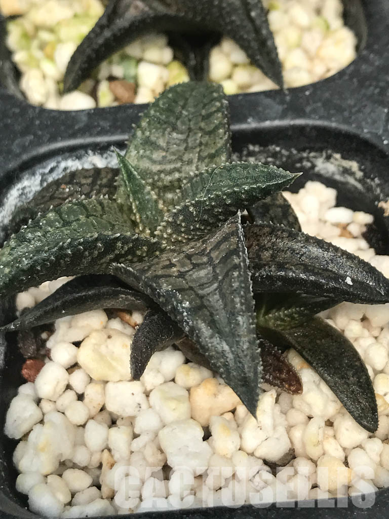 SHPR6490 Haworthia tessellata x koelmaniorum, two heads - Image 4