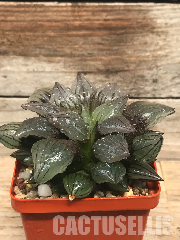 SHPR6492 Haworthia magnifica v. atrofusca mutant - Image 2