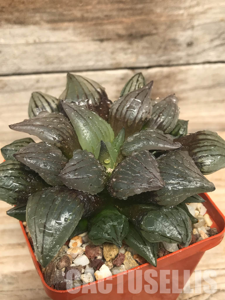 SHPR6492 Haworthia magnifica v. atrofusca mutant - Image 3