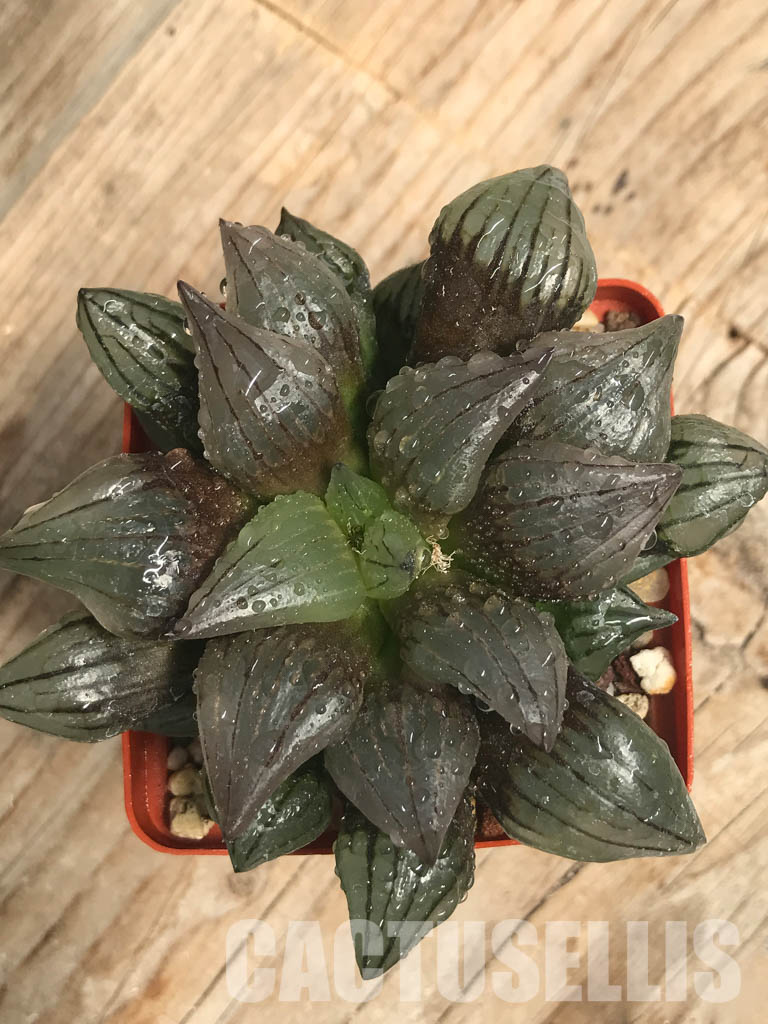 SHPR6492 Haworthia magnifica v. atrofusca mutant