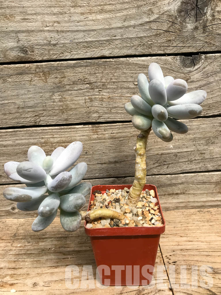SHPR6496 Pachyphytum Oviferum 'Cheese pretty', two heads - immagine 2