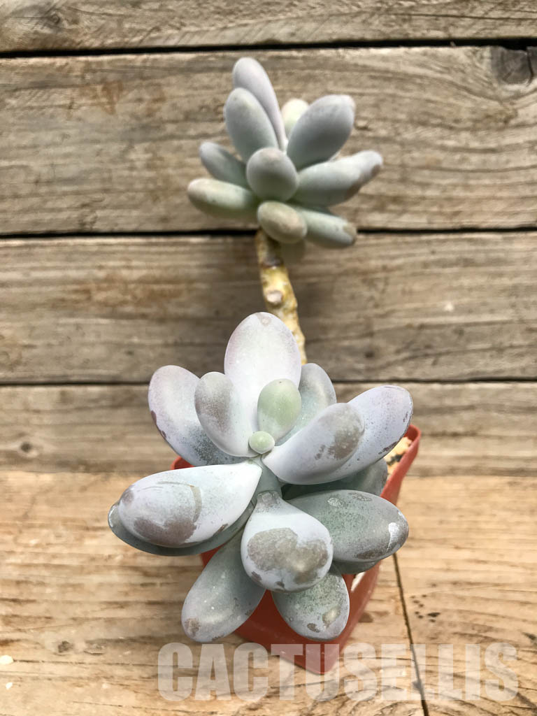 SHPR6496 Pachyphytum Oviferum 'Cheese pretty', two heads - immagine 3