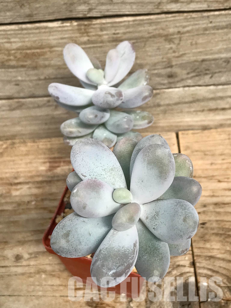 SHPR6496 Pachyphytum Oviferum 'Cheese pretty', two heads