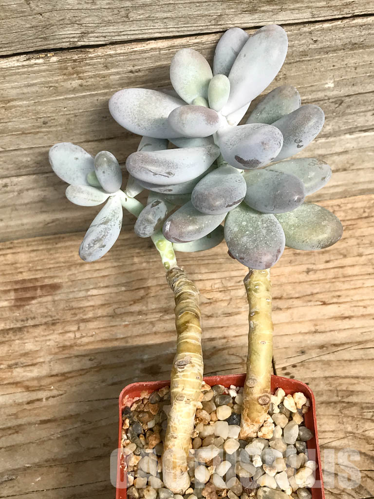 SHPR6496 Pachyphytum Oviferum 'Cheese pretty', two heads - immagine 5