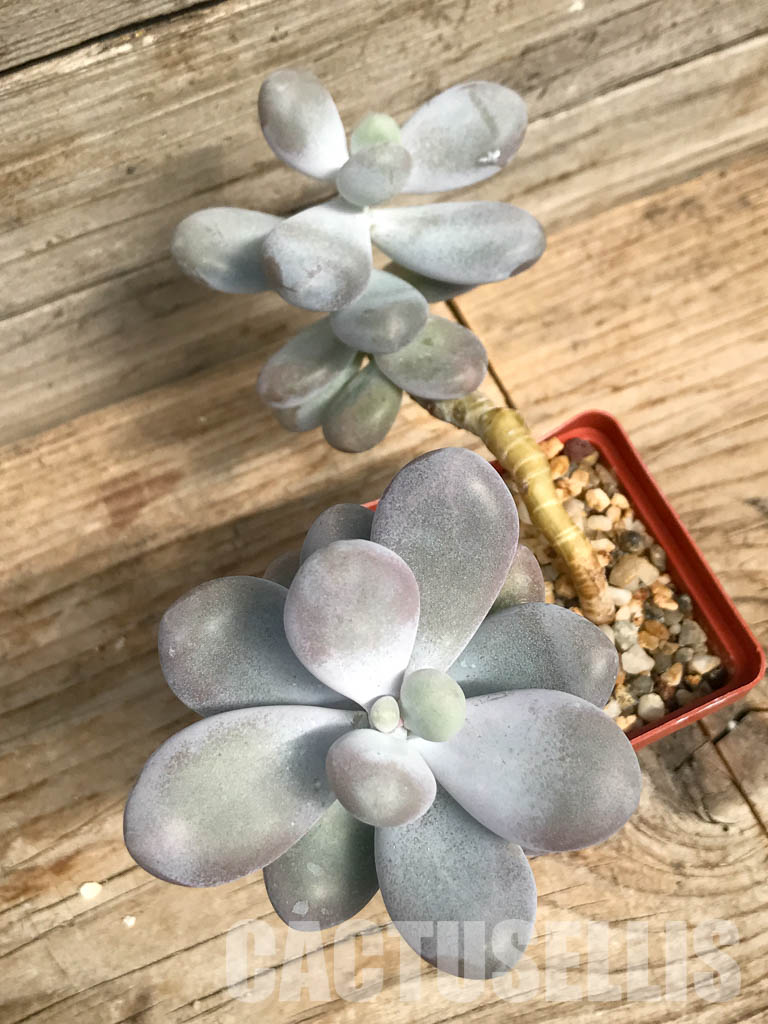 SHPR6496 Pachyphytum Oviferum 'Cheese pretty', two heads - immagine 6