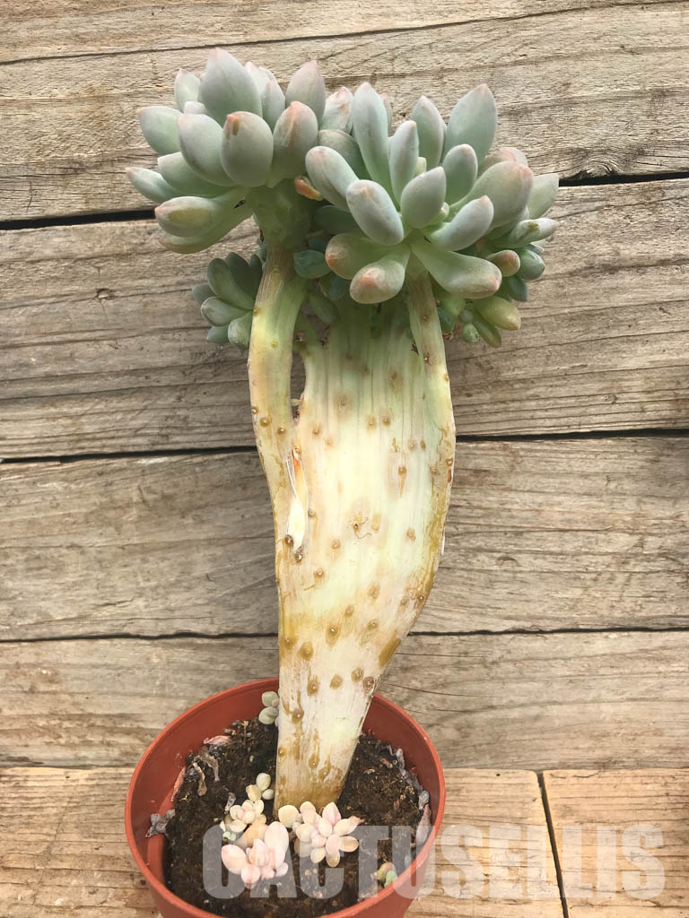 SHPR6501 Echeveria Cremneria ‘Expatriata’ f. cristata - Image 2