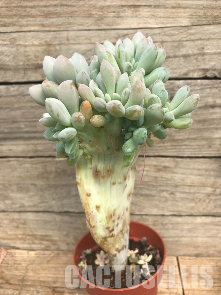 SHPR6501 Echeveria Cremneria ‘Expatriata’ f. cristata - Image 3