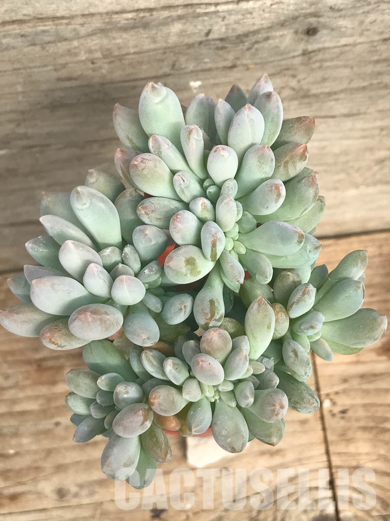 SHPR6501 Echeveria Cremneria ‘Expatriata’ f. cristata