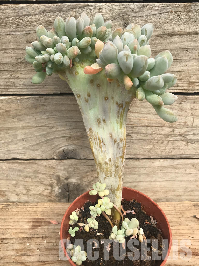 SHPR6501 Echeveria Cremneria ‘Expatriata’ f. cristata - Image 5