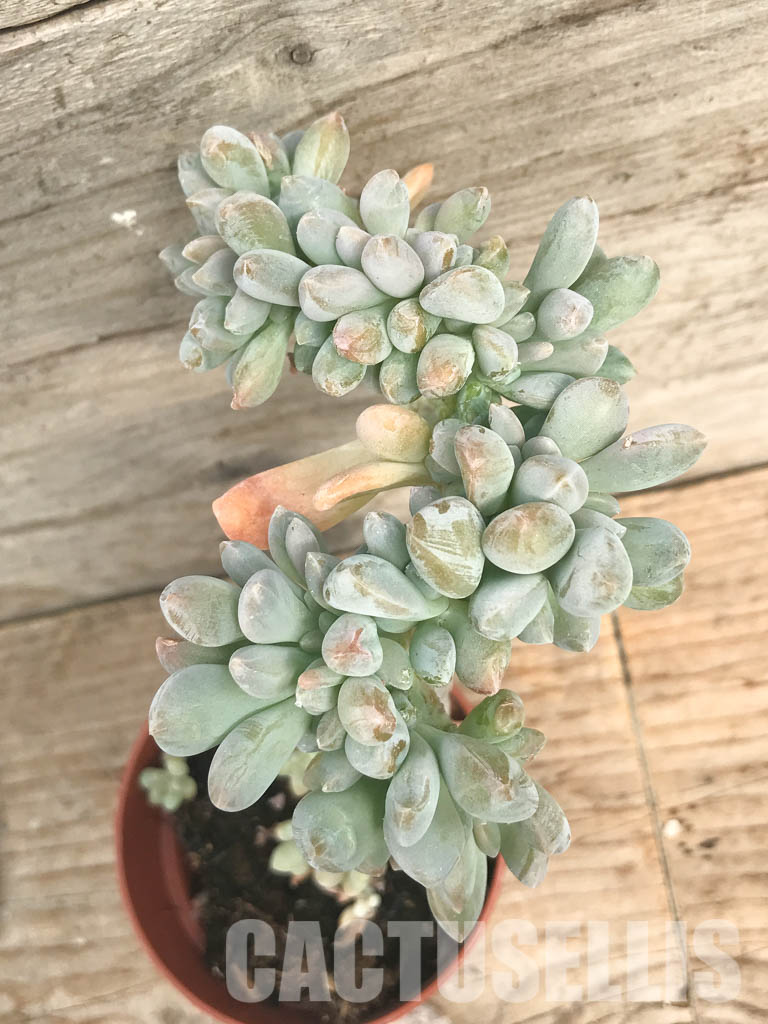 SHPR6501 Echeveria Cremneria ‘Expatriata’ f. cristata - Image 6