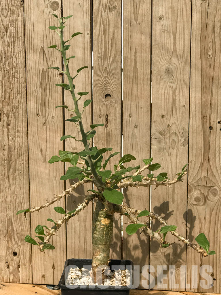 SHPRE 6526 Sesamothamnus buseanus, Kenya, East Africa - Зображення 6