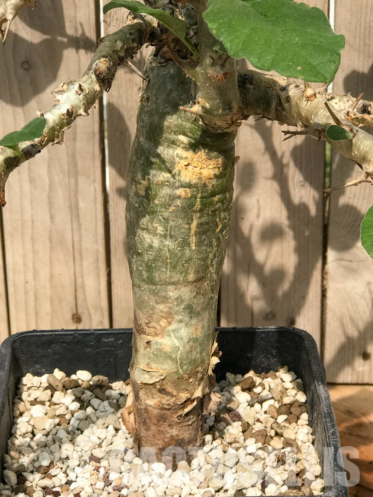 SHPRE 6526 Sesamothamnus buseanus, Kenya, East Africa - Зображення 2