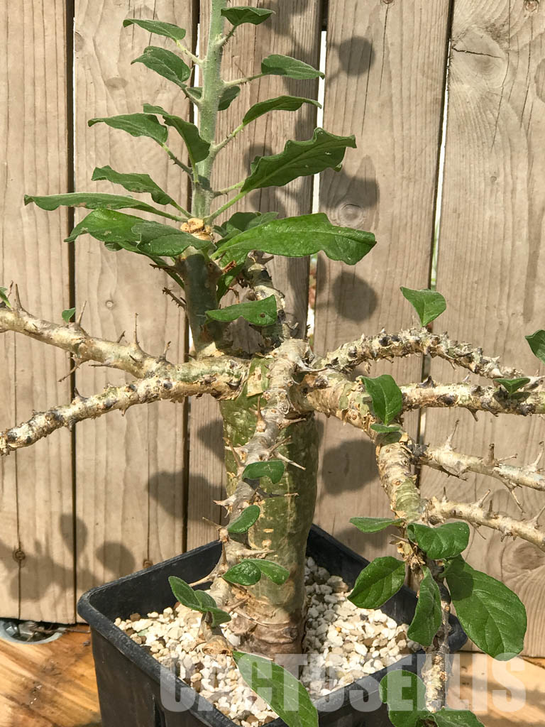 SHPRE 6526 Sesamothamnus buseanus, Kenya, East Africa - Зображення 3