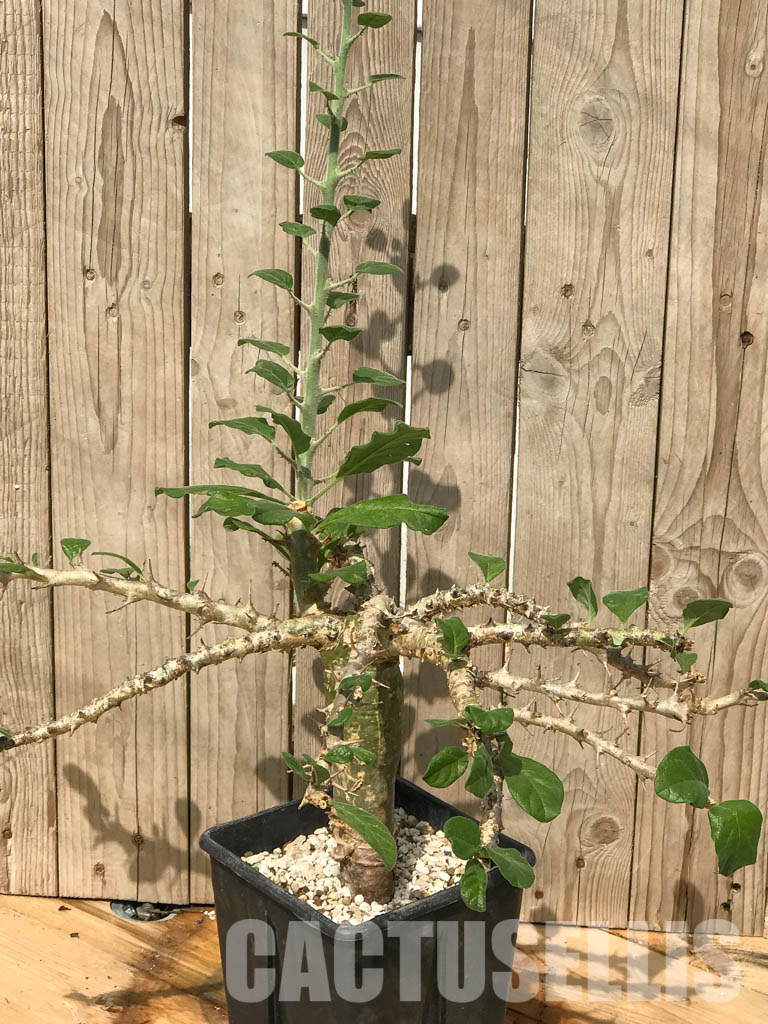 SHPRE 6526 Sesamothamnus buseanus, Kenya, East Africa