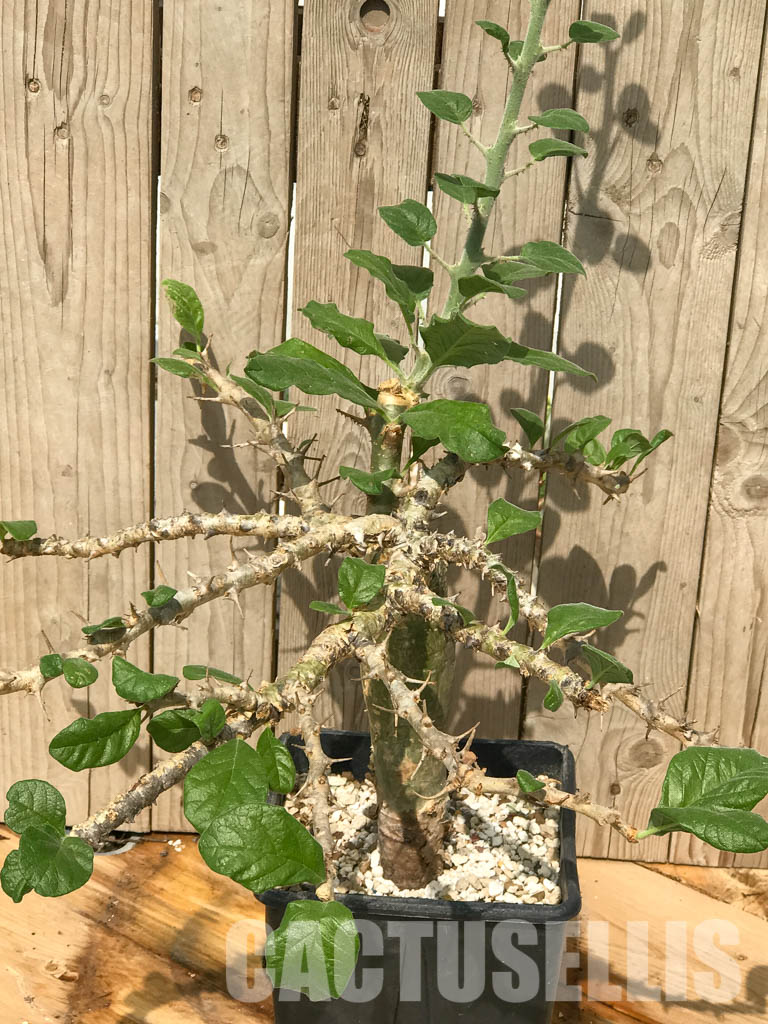 SHPRE 6526 Sesamothamnus buseanus, Kenya, East Africa - Зображення 5