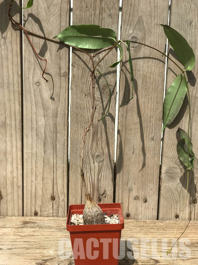 SHPR6528 Petopentia natalensis, Eastern Cape, Kwazulu-Natal, Mpumalanga Republic, South Africa - Image 2