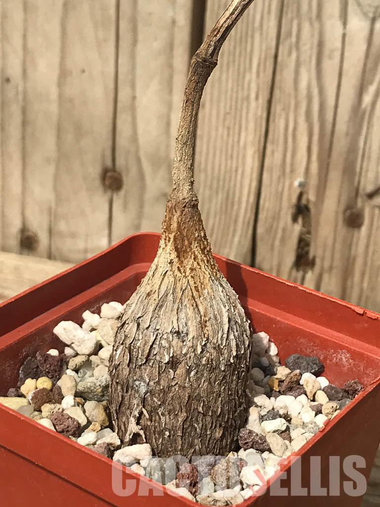 SHPR6528 Petopentia natalensis, Eastern Cape, Kwazulu-Natal, Mpumalanga Republic, South Africa - Image 3