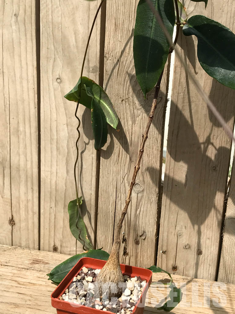 SHPR6528 Petopentia natalensis, Eastern Cape, Kwazulu-Natal, Mpumalanga Republic, South Africa - Image 4