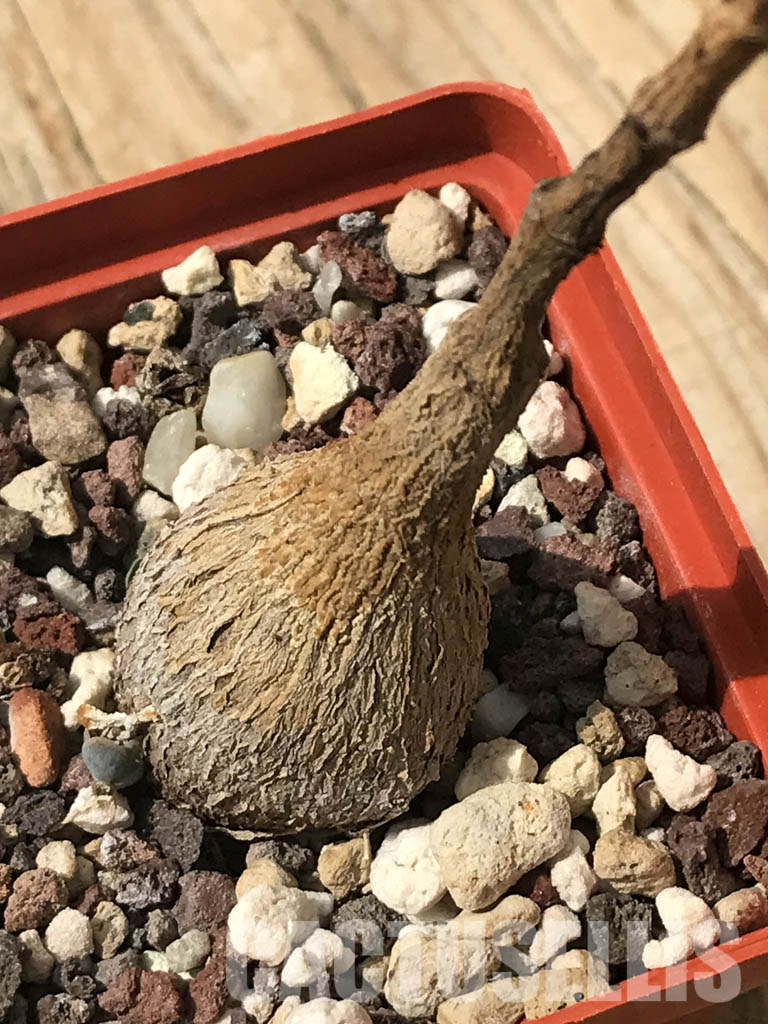 SHPR6528 Petopentia natalensis, Eastern Cape, Kwazulu-Natal, Mpumalanga Republic, South Africa - Image 5