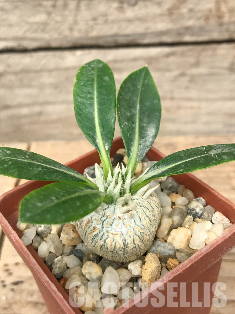 SHPR6534 Pachypodium brevicaule, Central Madagascar, south of Antananarivo to the Itremo Mountains - Image 2
