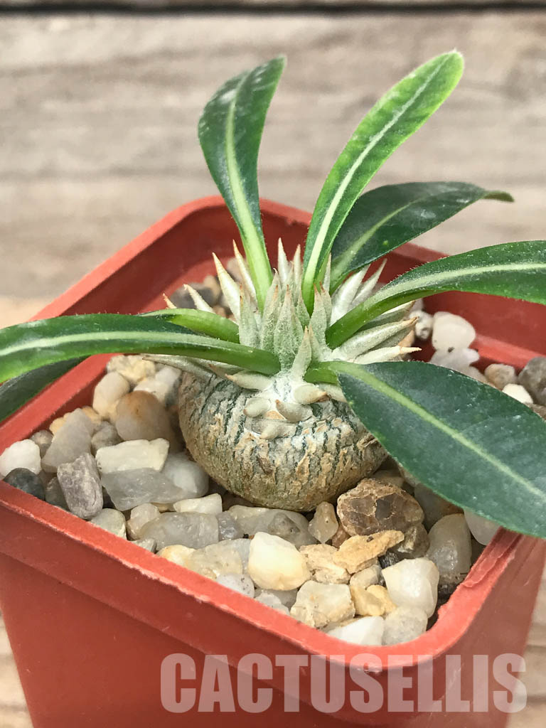 SHPR6534 Pachypodium brevicaule, Central Madagascar, south of Antananarivo to the Itremo Mountains - Image 4