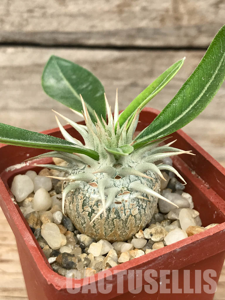 SHPR6534 Pachypodium brevicaule, Central Madagascar, south of Antananarivo to the Itremo Mountains - Image 5