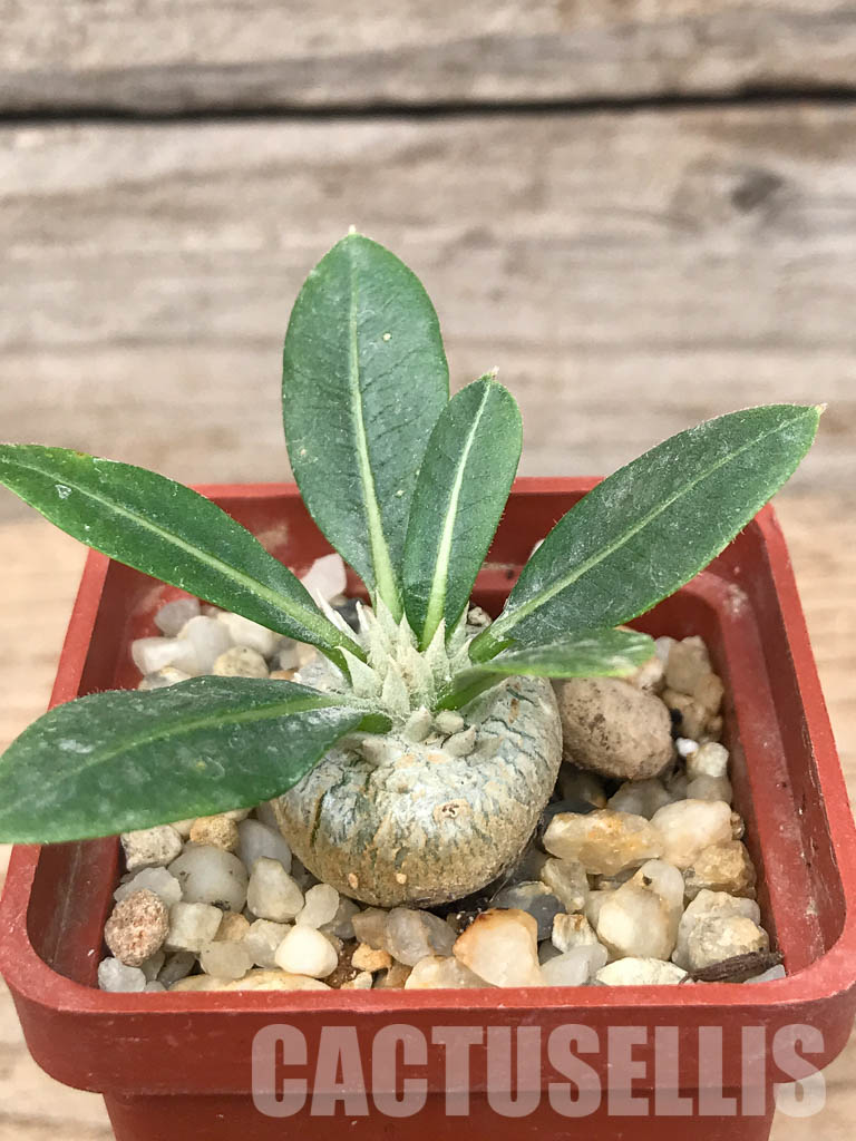 SHPR6534 Pachypodium brevicaule, Central Madagascar, south of Antananarivo to the Itremo Mountains - Image 6