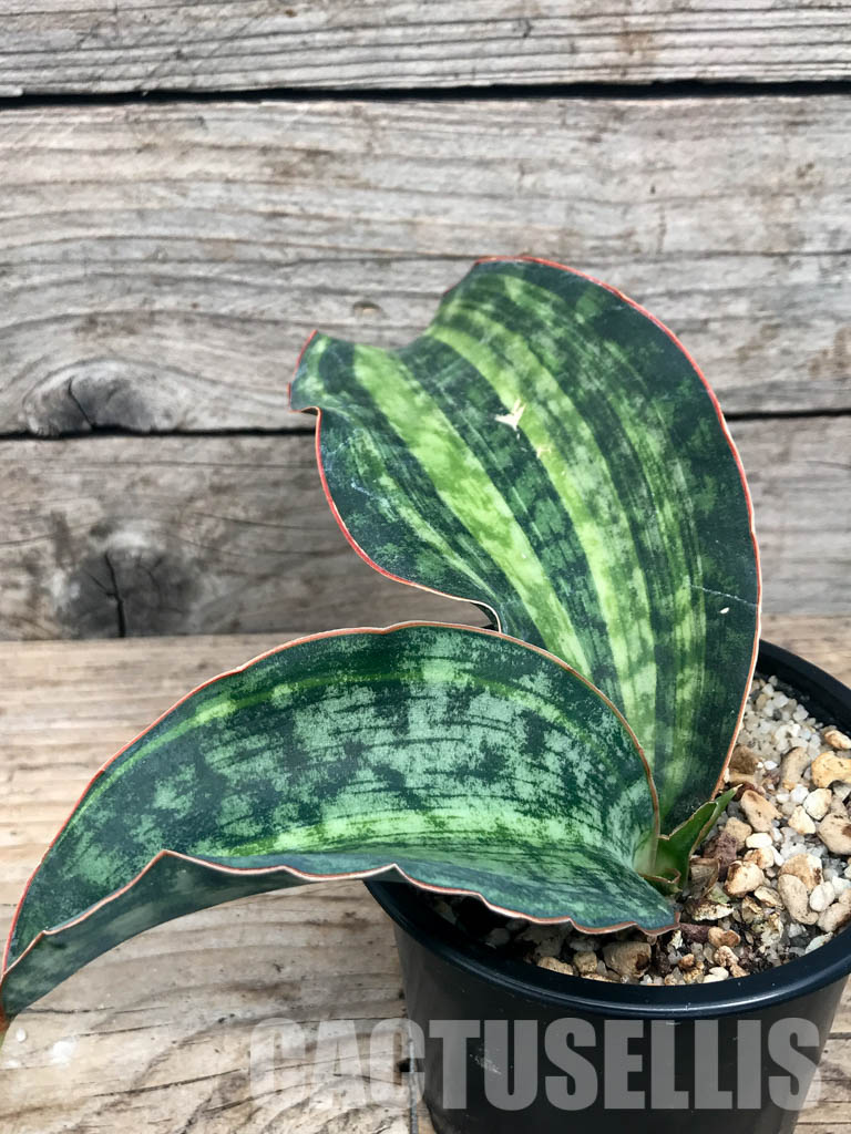 SHPR6540 Sansevieria 'Macrophylla' variegata - immagine 2