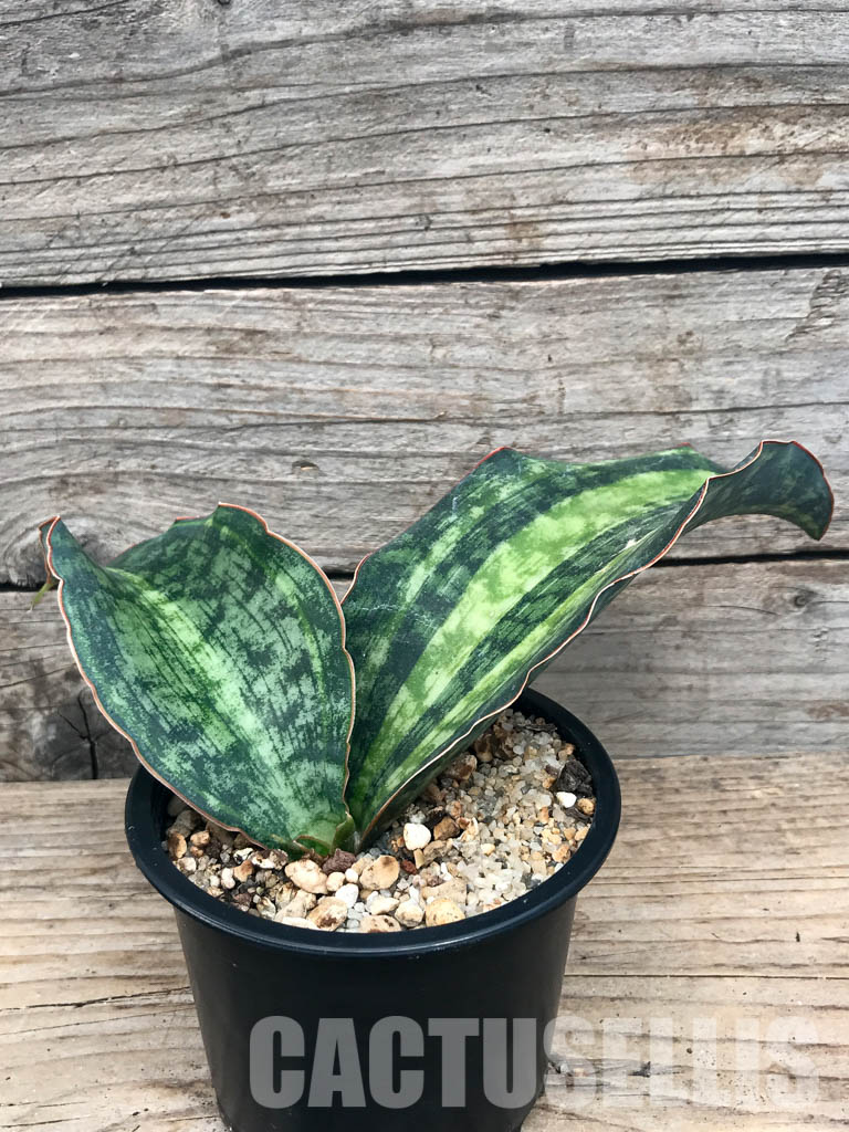 SHPR6540 Sansevieria 'Macrophylla' variegata - immagine 3