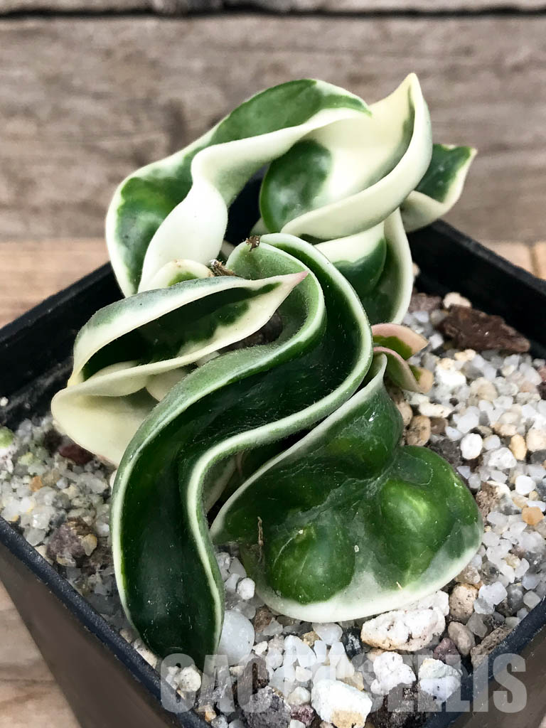SHPR6543 Hoya carnosa ‘Compacta Variegata’ – Кактус онлайн